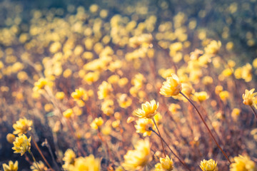 Small yellow flowers in the desert with shallow focus
