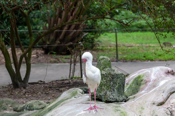 Interesting bird outside