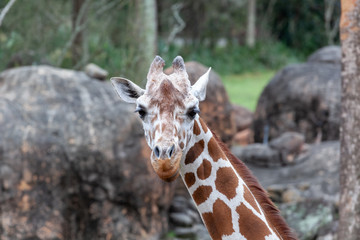 Giraffe looking forward