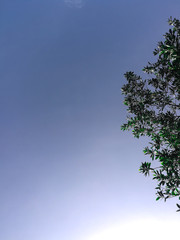  Sky and tree background