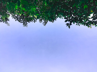  Sky and tree background