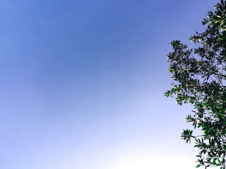  Sky and tree background