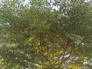 green leaves on the tree