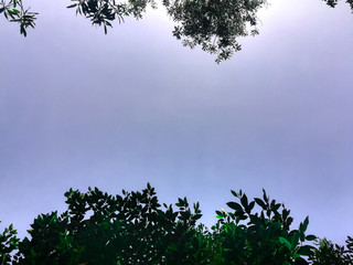  Sky and tree background