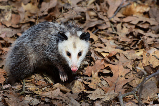 Didelphis virginiana