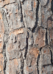 Old Tree Bark