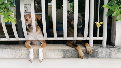 dog in cage