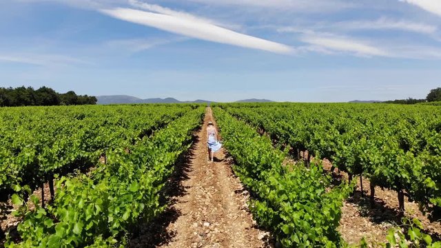 Aerial view of traveler woman in dress walking on large grape plantation in sunny day. Agri tourism tour of Tuscany. Female tourist visiting vineyard in wine production region