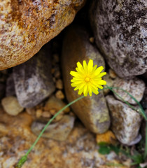 Yellow Flower and the rocks
