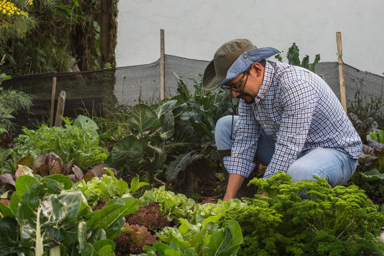 Young Latin Man Farmer Crouching Cleaning The Garden Soil Surrounded By Green Vegetables