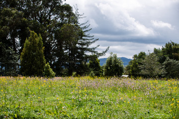 Hierva Alta en campo del municipio de Tabio Cundinamarca_Colombia
