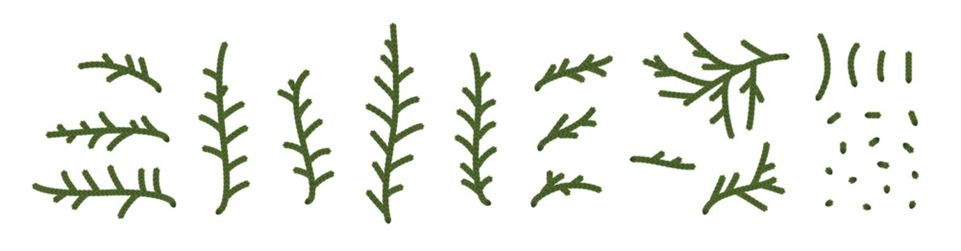 Set of thuja branches and their parts