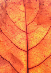 The background of the dried leaves are golden