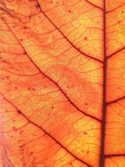 The background of the dried leaves are golden