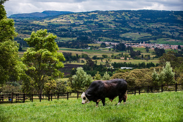 Ganado en minicipio de Tabio Cundinamarca_Colombia