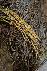 rice seed before harvest time.