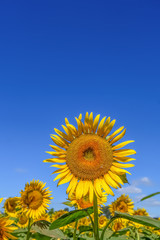 ヒマワリの花　Sunflowe