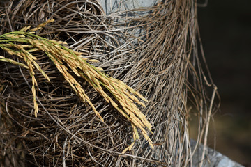rice seed before harvest time.
