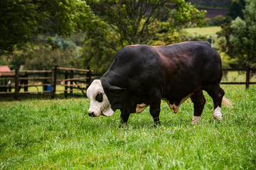 Ganado en minicipio de Tabio Cundinamarca_Colombia