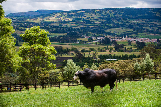 Ganado en minicipio de Tabio Cundinamarca_Colombia