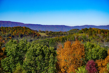 Fall Leaves on Mountain