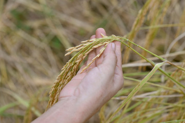 rice seed before harvest time.
