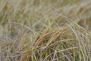 rice seed before harvest time.