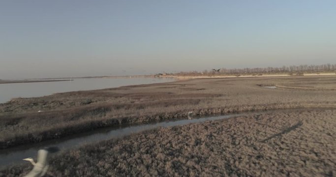 Aironi a Lio Piccolo, laguna vicino a Venezia