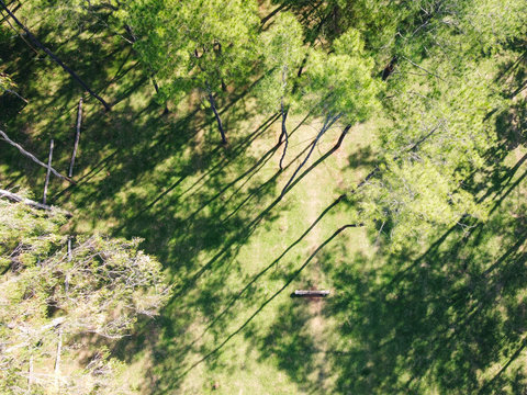 Aerial top view image of pine woods in the forest by drone