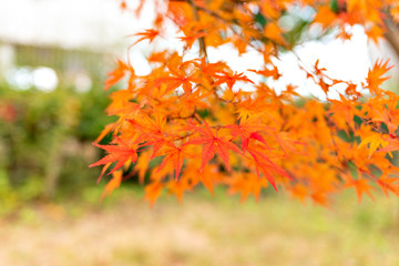 Autumn leaf colors of maple trees in Japan