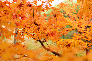 Autumn leaf colors of maple trees in Japan