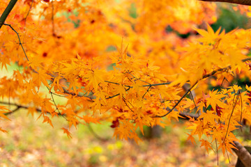 Autumn leaf colors of maple trees in Japan