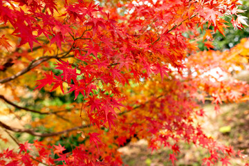 Autumn leaf colors of maple trees in Japan