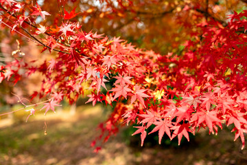 Autumn leaf colors of maple trees in Japan