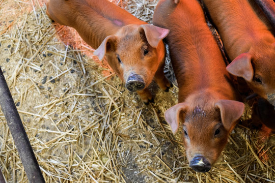baby pig piglet on farm duroc