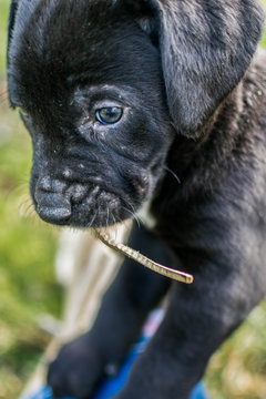 Black White Puppy Lab Labrador Retriever Chewing Show Lace