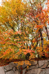 Autumn leaf colors of maple trees in Japan