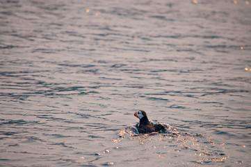 A seabird sits on the surface of the sea in summer