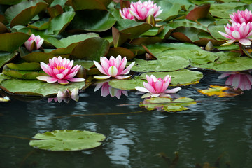 Blooming lotus 4 - Powered by Adobe