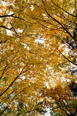 Autumn leaf colors of maple trees in Japan