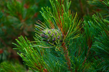 Naklejka na ściany i meble Sprig and cones of mountain pine. A photo can be used as a background image