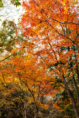 Autumn leaf colors of maple trees in Japan