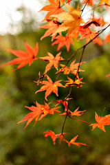 Autumn leaf colors of maple trees in Japan