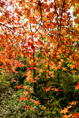 Autumn leaf colors of maple trees in Japan