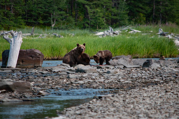 A bear with two cubs are eating prey on the river bank against the backdrop of a green meadow and taiga. Khabarovsk Region