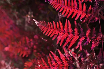 Fototapeten Bordeaux ungewöhnliche Pflanze von fantastischer roter Farbe im Gegenlicht  © Aleksandra