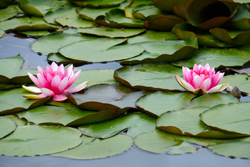 Blooming lotus 6