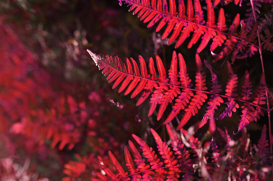 unusual plant of fantastic red color in backlight