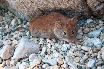 A field mouse sits on stones in natural environments. Close-ups