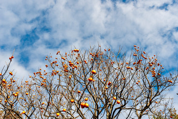 Kaki (persimmon) fruit on tree after defoliation in Japan in late autumn